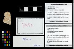 Foto (Objekt + Etikett) von Pithonoton sp.  (NHMW-GEO-2014-0194-0697)